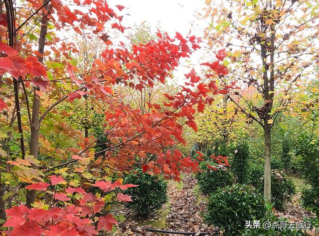 成都近郊最大规模红枫来了，被严重冷落，不要门票，古镇美食诱人