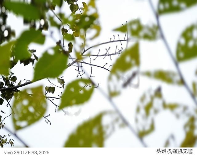 我家狗吃屎那天我的影像记录中