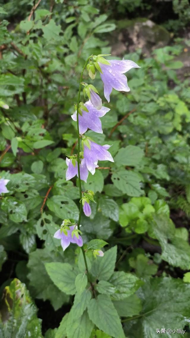 再登辽阳千米高峰白云山，云雾弥漫，金莲花盛开