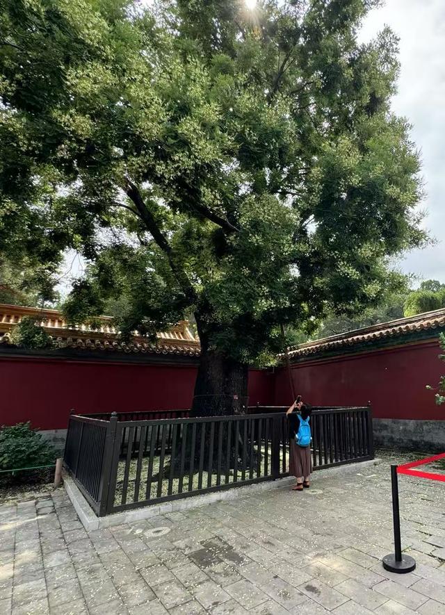 焕活中轴 | 景山紫禁之巅，望光影中轴