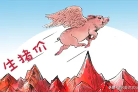 准备好了吗？生猪马上就要变成“金猪”！2024年5月28日生猪行情图片