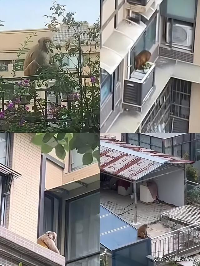 央视和“齐天大圣”相遇在德阳，一起过央视中秋晚会