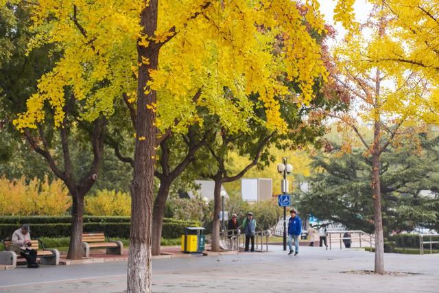 收藏一个秋天，石景山绝美秋色大公开