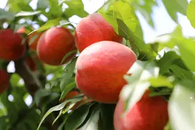 邂逅夏日诗乡，赴一场黄桃蟠桃的清甜之约图片