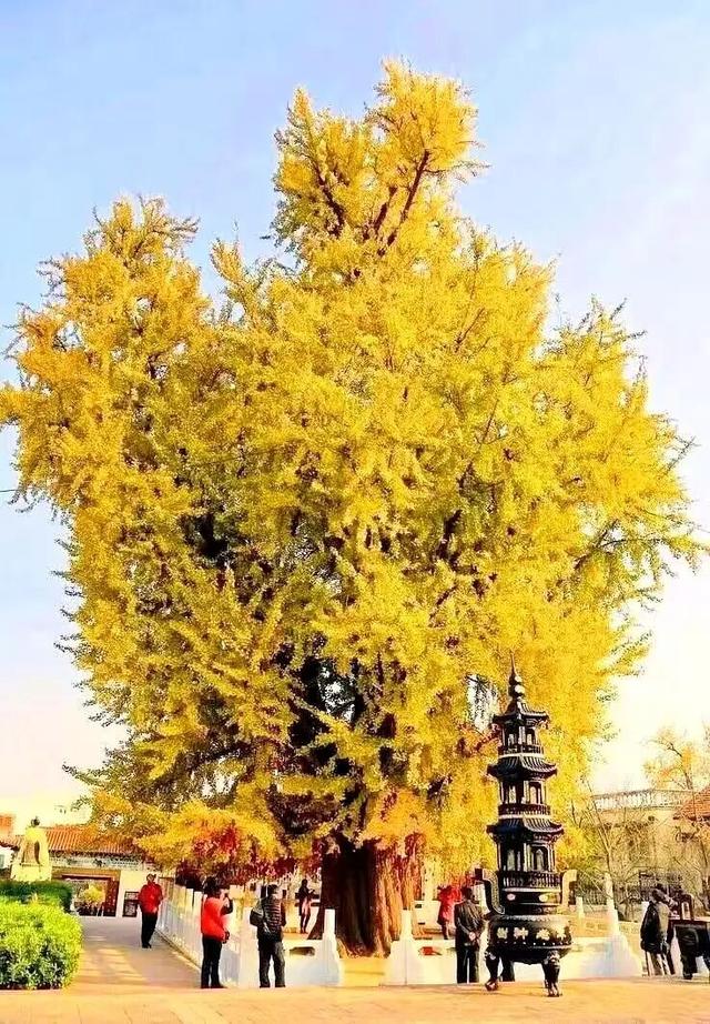 临沂此处天地一色，快来赴一场与金黄的约会吧！