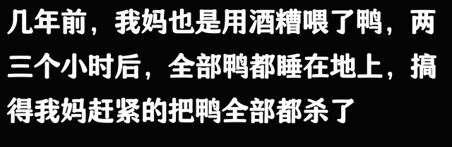 笑不活了！广西柳州一女子用酒糟喂鸡，鸡醉了三天，评论区笑翻了