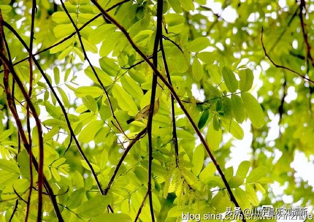 景德镇人民公园观后（江西之旅第三十篇）