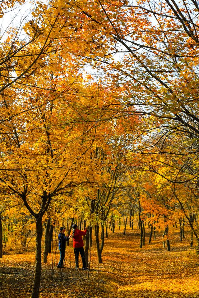泗水县万紫千红旅游区：静谧而斑斓的生态画卷