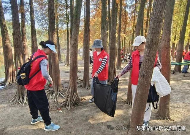 最美水杉林里志愿红