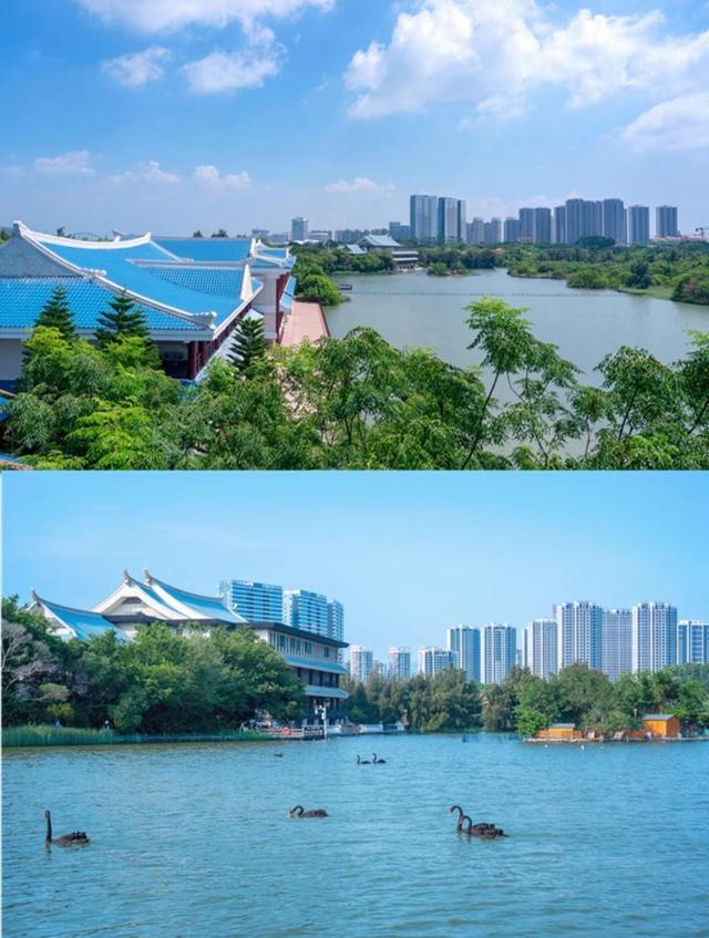 厦门五缘湾天鹅湖，有100多只从澳大利亚引进的黑天鹅，免费开放
