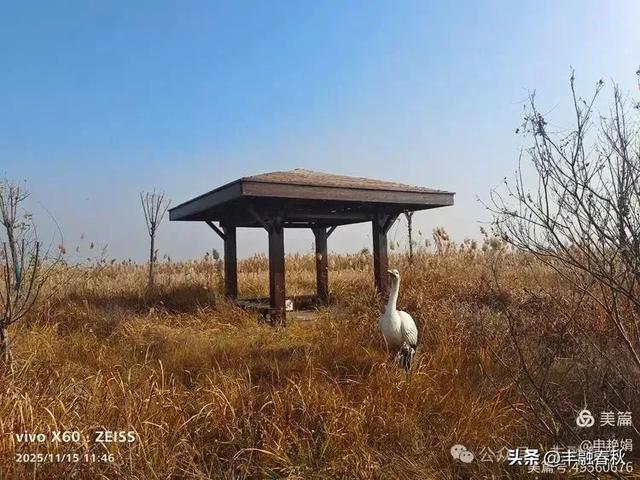 苇风载秋,鹤影映波——河北黄骅南大港湿地的初冬漫游| 申艳娟