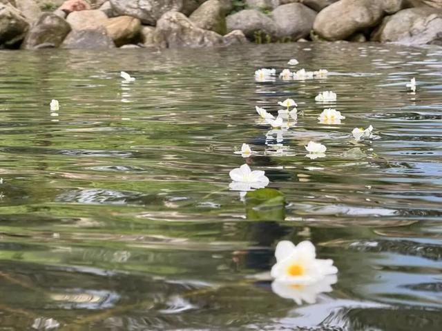 这一刻，“风花雪月”具象化了丨15秒看云南