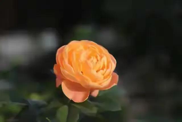 一种新型的异性关系，在中年男女间悄然流行：你知我心，我知你意