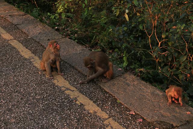 黔灵山的猴子真的会拧开瓶盖喝水