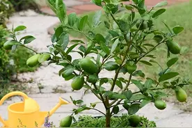 阳台露台都可以养的“3种”果子，好吃好养、不占地方、颜值也高图片