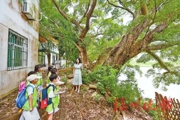 探幽古榕渡 行走诗词课