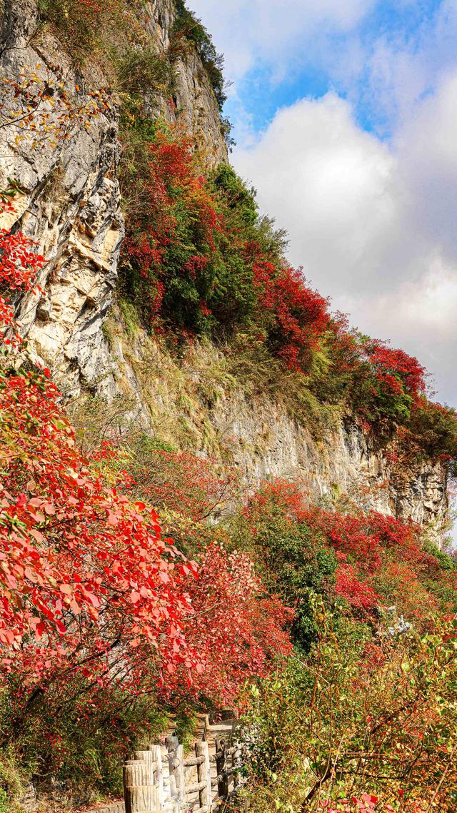 一江碧水，两岸红叶，静看三峡绚丽之秋