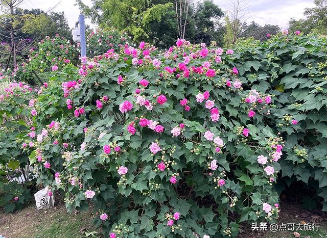 成都芙蓉花最新攻略，公交车直达，一处比一处惊艳，4处都免费！