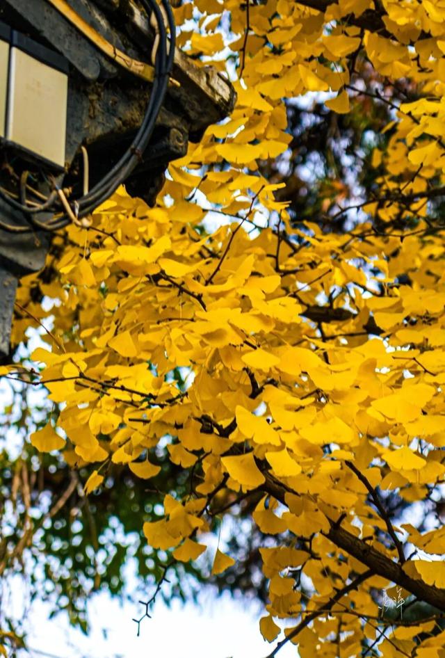 初冬时节，回眸临夏最后一抹绚烂