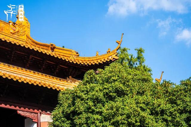 花样秦淮｜秋桂