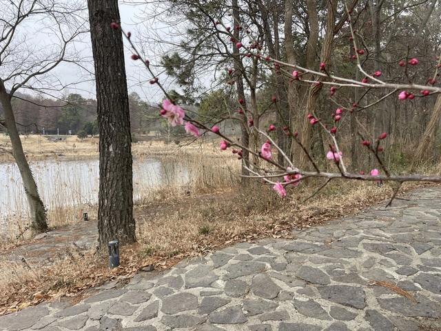 骑游六合平山赏早梅恋山山顶纵车飞