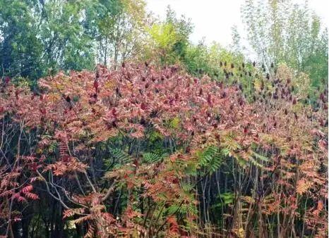 一叶知秋！2025年石家庄市城区赏秋指南来啦 这些地方别错过