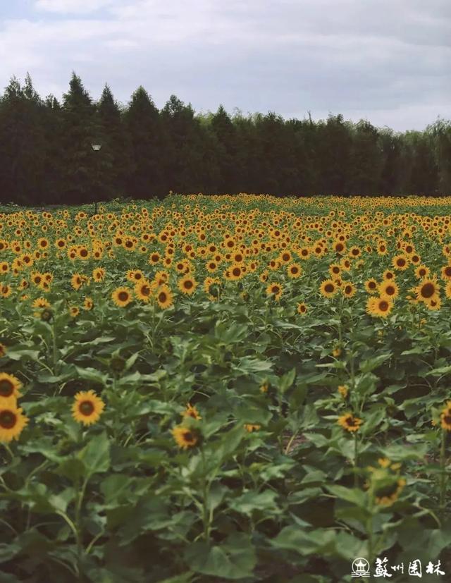 21处绚烂花海！苏州“晚秋花海”赏花地图出炉
