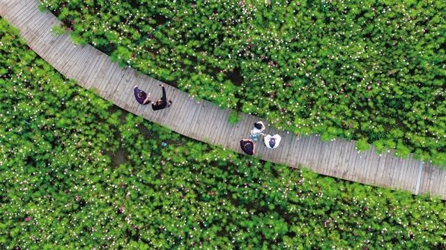 呼和浩特：初秋时节花正艳！来大黑河郊野公园与花海赴一场约会吧
