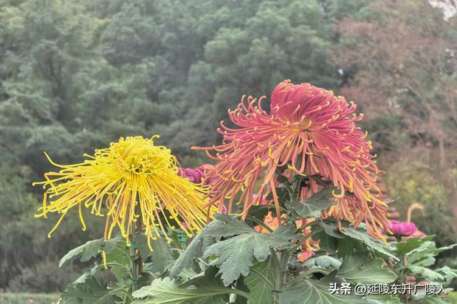 武进新天地公园菊花展 乡村田园风 今年又不同