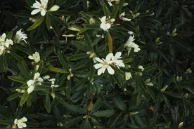 云南芒市发现壮丽含笑！植物学界百年壮丽含笑谜团终被解开→图片