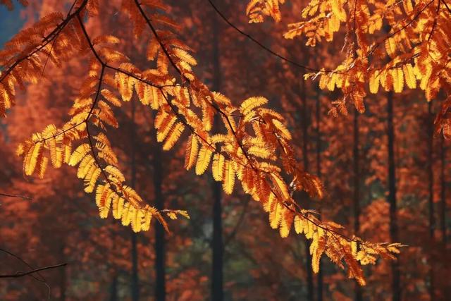 杉 杉 来 了 🤗🧣🧡