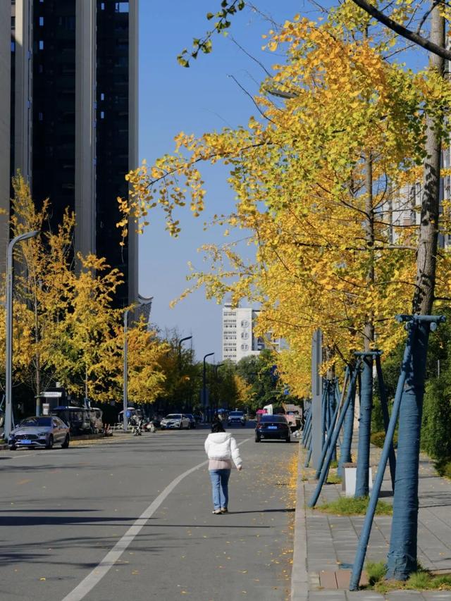 新津藏了条“似锦街”，一半金黄，一半滚烫