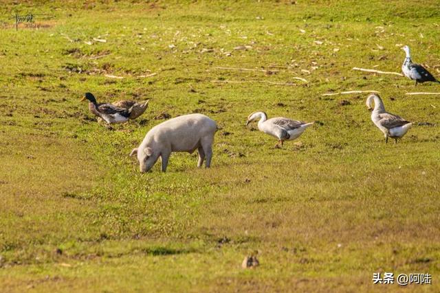 泸沽湖畔也有青青草原,除了牛马羊外,还放养着不少黑猪和白猪