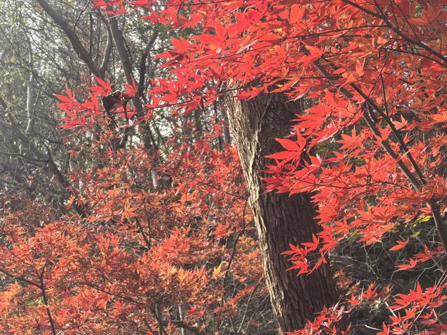南京栖霞山一日徒步，游千年古刹，看漫山红叶