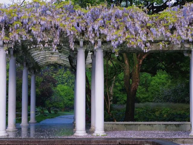 杭州春日“绝绝紫”瀑布已上线！