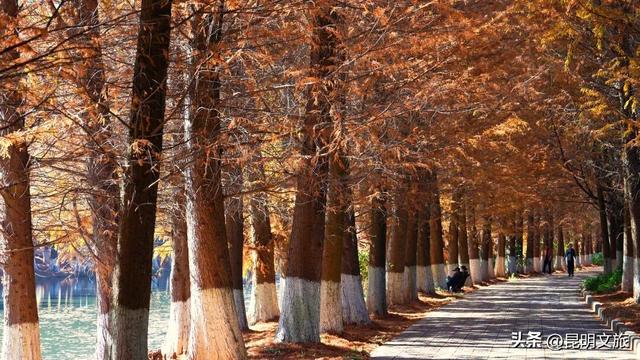 冬日“油画”火出圈！昆明这片大清河水杉林成打卡热点