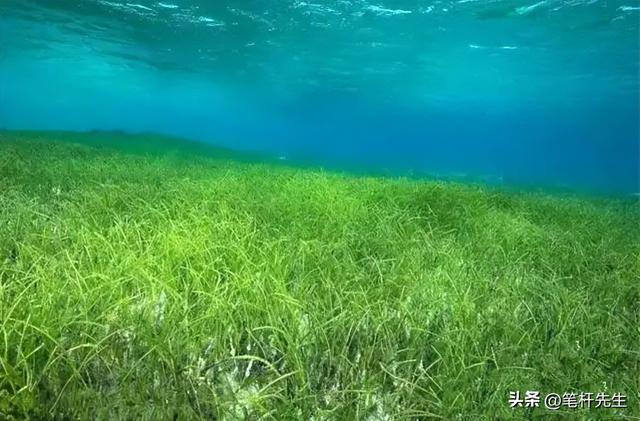 比森林固碳快90倍！这片海底草甸正加速消失