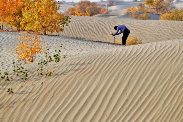 出片率100%！赴一场沙漠胡杨的金色之约