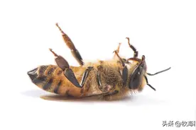 和蜂王交配后的雄蜂，为什么活不过2个小时？图片