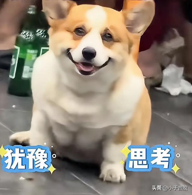 网友投喂饭店主人养的柯基，柯基怕主人发现，竟然对网友使眼色