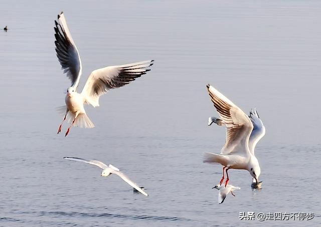 深圳湾观鸟：海舞鸟歌映盛世