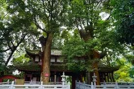 《古树名木保护条例》今起施行 四川将启动地方条例修订图片