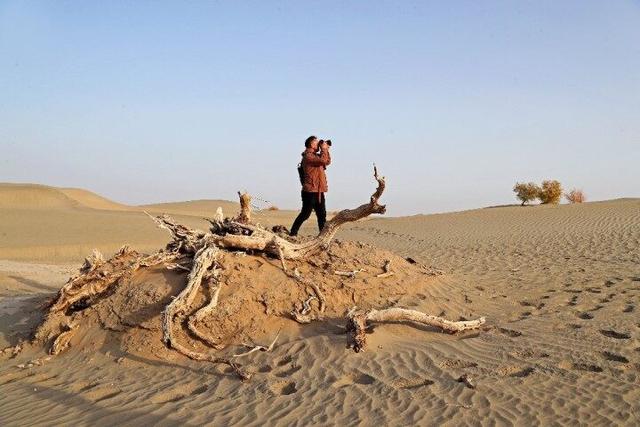 出片率100%！赴一场沙漠胡杨的金色之约