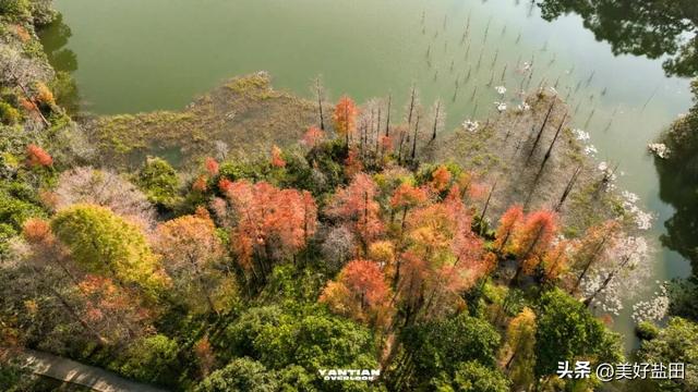 冬日限定！这里的落羽杉美出电影质感