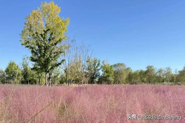 京城周末丨秋日限定浪漫,粉黛花海进入最美时节