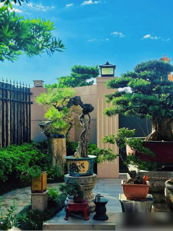 阴树不能进阳宅，老祖宗告诫：不管院子多大，这5种树最好都别种