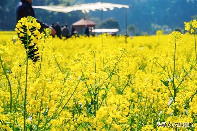 每日一村：霞坪村——荷香漫谷的畲乡秘境，诗画交织的夏日桃源