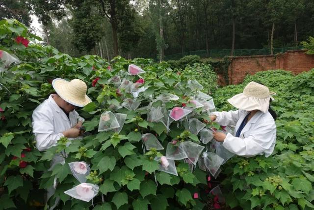 发现·公园城市 | 上天入地进万家 满城繁花绽芳华
