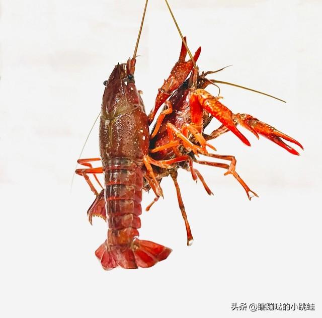 小龙虾需要煮多久可以杀死寄生虫