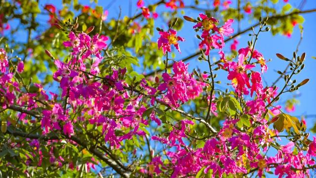 “粉”了！这份南宁人私藏的“粉色宝藏地图”送给您